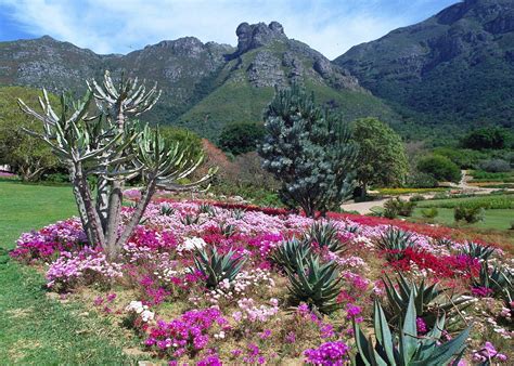 La Casa di Kirstenbosch: Un Giardino Botanico che Innamorerà la Tua Anima!